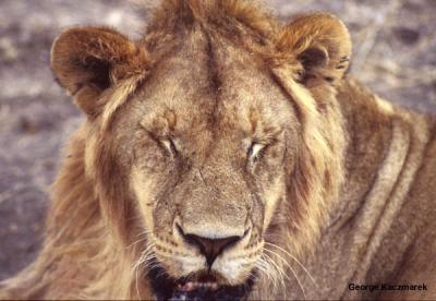 lions_0827_smallres.jpg