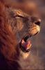 lions_0837_smallres_t1.jpg