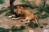 lions_0839_smallres_t1.jpg