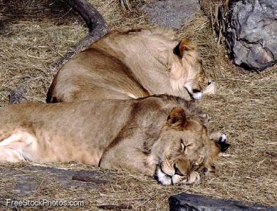 lions_0844_smallres.jpg