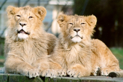 lions_0855_smallres.jpg