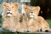 lions_0855_smallres_t1.jpg