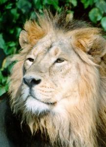 lions_0859_smallres.jpg