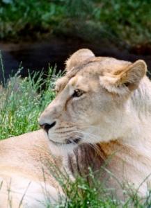 lions_0860_smallres.jpg