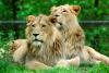 lions_0865_smallres_t1.jpg