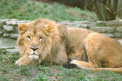 lions_0885_smallres.jpg