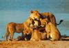 lions_0889_smallres_t1.jpg