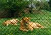 lions_0890_smallres_t1.jpg