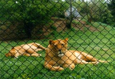 lions_0890_smallres.jpg