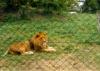 lions_0892_smallres_t1.jpg