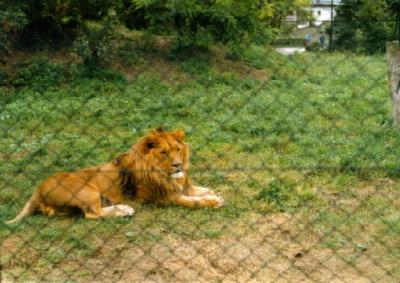 lions_0892_smallres.jpg