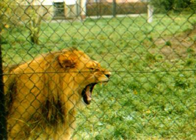 lions_0893_smallres.jpg