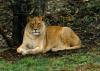 lions_0895_smallres_t1.jpg