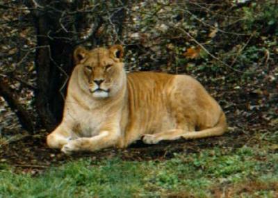 lions_0895_smallres.jpg