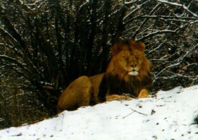 lions_0898_smallres.jpg