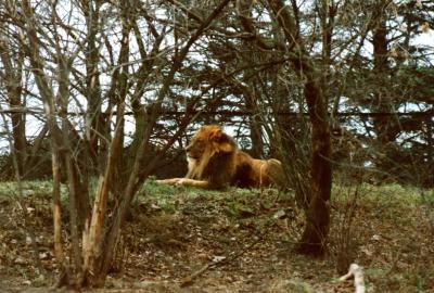 lions_0900_smallres.jpg