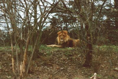 lions_0901_smallres.jpg