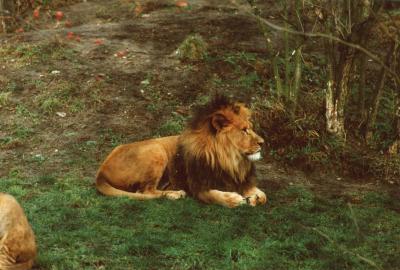 lions_0903_smallres.jpg