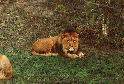 lions_0904_smallres.jpg