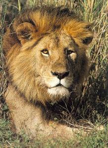 lions_0912_smallres.jpg