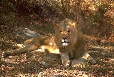 lions_0920_smallres.jpg