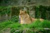 lions_0922_smallres_t1.jpg