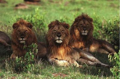 lions_0950_smallres.jpg