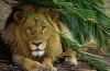 lions_0957_smallres_t1.jpg