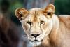 lions_0968_smallres_t1.jpg