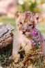 lions_0973_smallres_t1.jpg