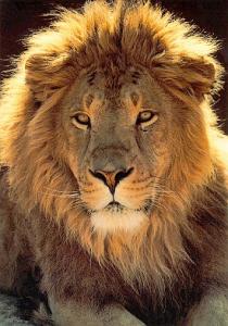 lions_0987_smallres.jpg