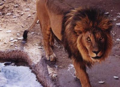 lions_0993_smallres.jpg