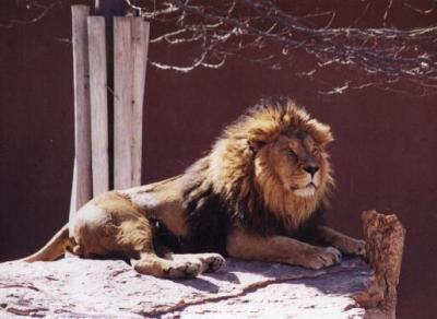 lions_0995_smallres.jpg