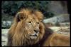 lions_1000_smallres_t1.jpg