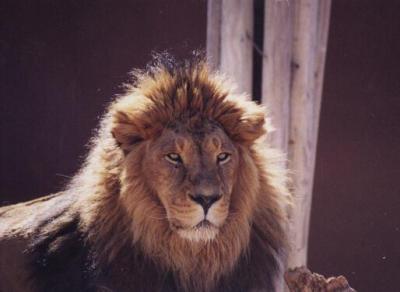 lions_1002_smallres.jpg