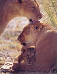 lions_1004_smallres.jpg