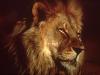 lions_1007_smallres_t1.jpg