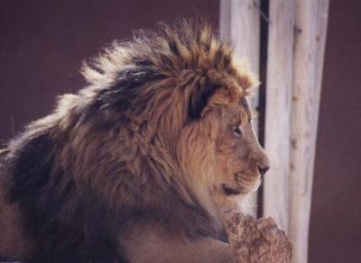 lions_1008_smallres.jpg