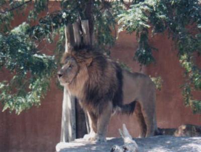 lions_1019_smallres.jpg