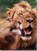 lions_1025_smallres_t1.jpg