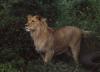 lions_1027_smallres_t1.jpg