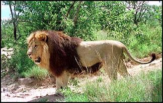 lions_1032_smallres.jpg