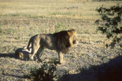 lions_1033_smallres.jpg