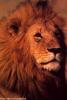 lions_1044_smallres_t1.jpg