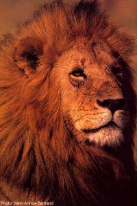 lions_1044_smallres.jpg