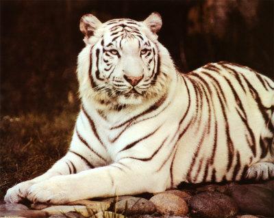 whitetiger2.jpeg